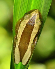 Afrixalus fornasini