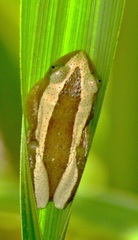 Afrixalus fornasini