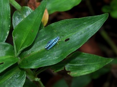 Poecilocarda cosmopolita