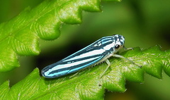 Poecilocarda cosmopolita
