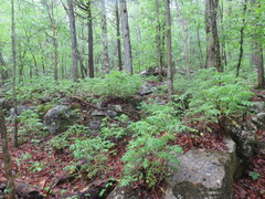 Polymnia canadensis radiata