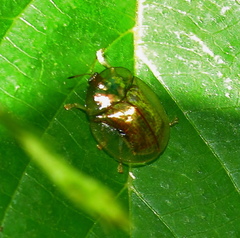 Aspidimorpha