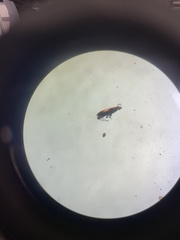 Anthocomus equestris