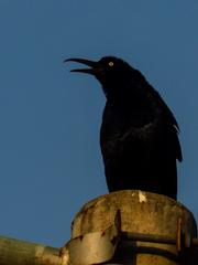 Quiscalus mexicanus