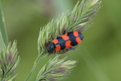 Trichodes favarius