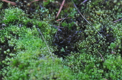Scytinium palmatum