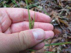 Scleria oligantha