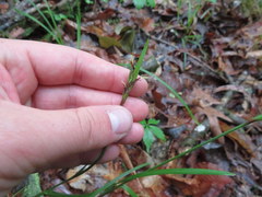 Scleria oligantha