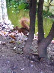 Sciurus granatensis