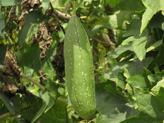 Luffa aegyptiaca