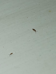 Willowsia nigromaculata