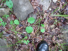 Matelea carolinensis