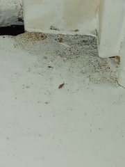 Willowsia nigromaculata