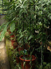 Dioscorea japonica pseudojaponica