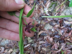 Matelea carolinensis