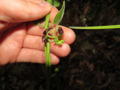 Matelea carolinensis