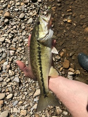 Micropterus henshalli