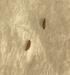Ceratophysella