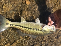 Micropterus henshalli