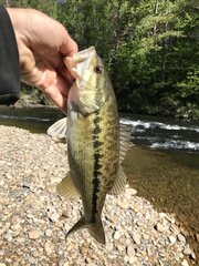 Micropterus henshalli