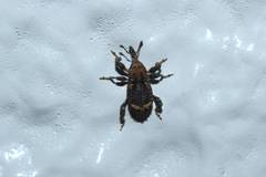 Trachodes subfasciatus