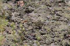 Arigomphus lentulus