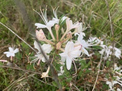 Rhododendron atlanticum