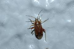 Harpocera orientalis