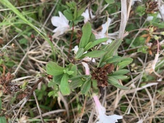 Rhododendron atlanticum