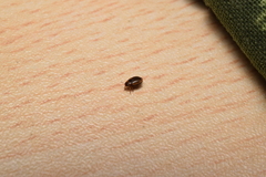 Hydroglyphus japonicus