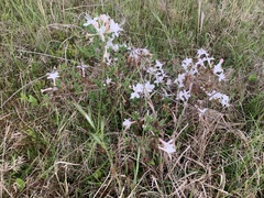 Rhododendron atlanticum