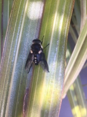Scaptia adrel