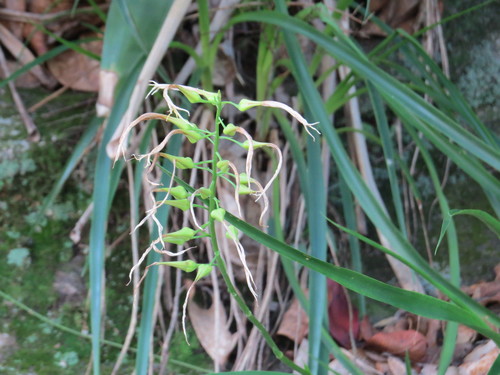 Image of Pitcairnia Albiflos (Pitcairnia albiflos) by (c) Victor Farjalla Pontes, some rights reserved (CC BY)