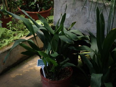 Aspidistra daibuensis