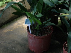 Aspidistra daibuensis