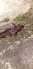 Atta laevigata