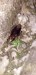 Atta laevigata