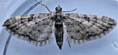 Eupithecia annulata