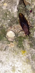 Atta laevigata