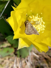 Hesperia attalus slossonae