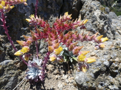 Dudleya greenei