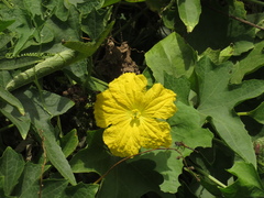 Luffa aegyptiaca