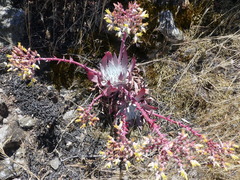 Dudleya greenei