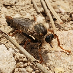 Stenopogon