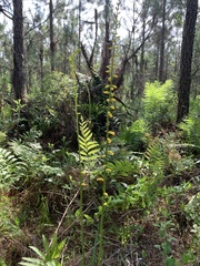 Aletris lutea image