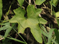 Luffa aegyptiaca