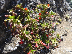 Diplacus parviflorus