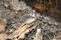 Arion fasciatus