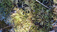 Hypnodendron spininervium