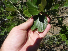 Ceanothus arboreus